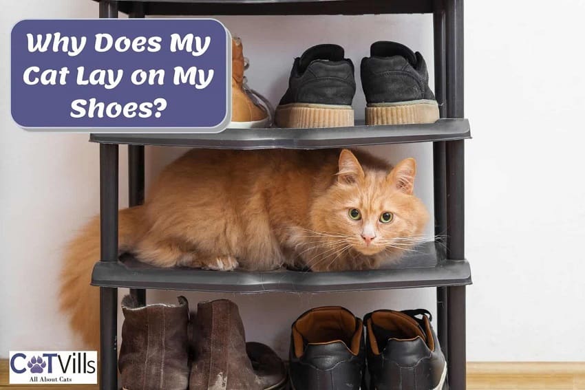 Why Does My Cat Lay on My Shoes? 4 reasons