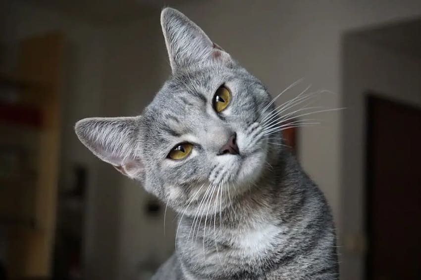 7 Heartwarming Signs Your Cat Loves You: Feel the Love