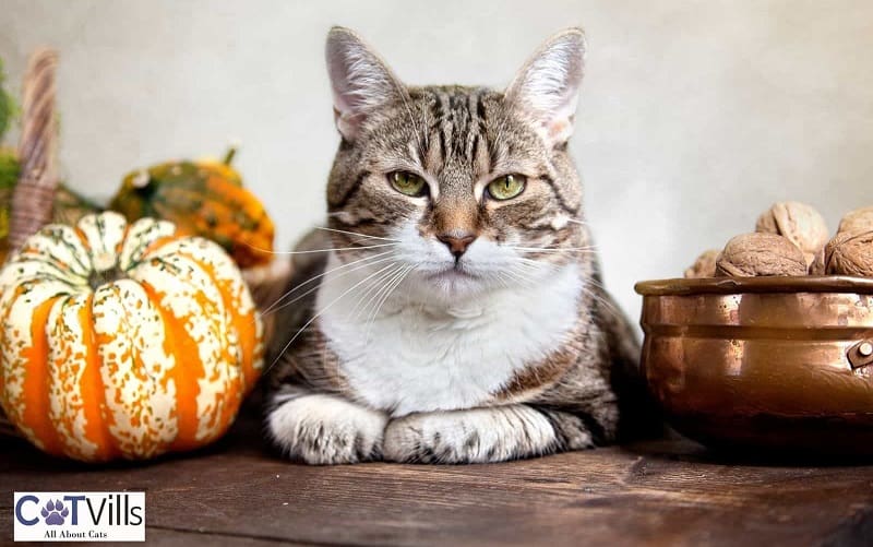 cat sitting between nuts