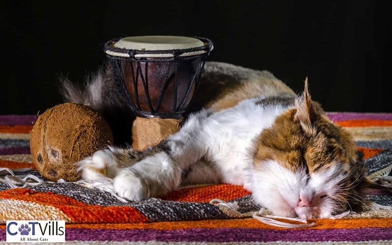 cat next to coconut