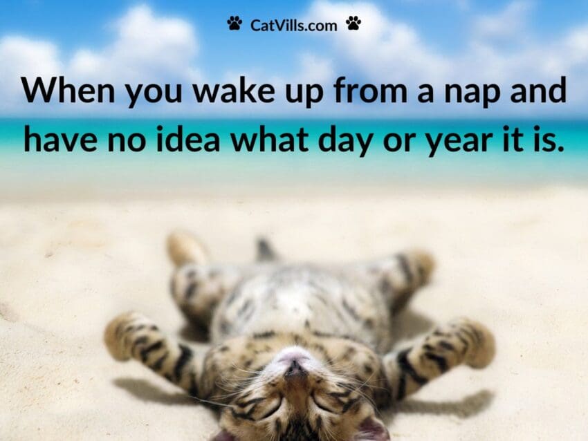 cat sleeping on beach meme