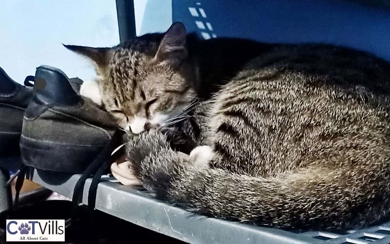 Why Does My Cat Lay on My Shoes? 4 reasons 2 cat sleeping on a shoe rack