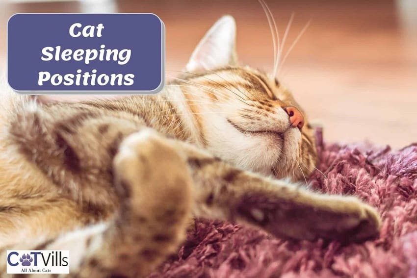 21 Cat Sleeping Positions And What They Mean