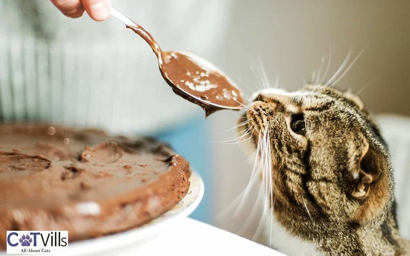 cat smelling chocolate from spoon