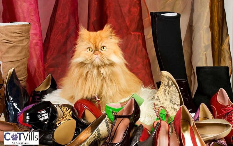 Why Does My Cat Lay on My Shoes? 4 reasons 3 cat surrounded with shoes