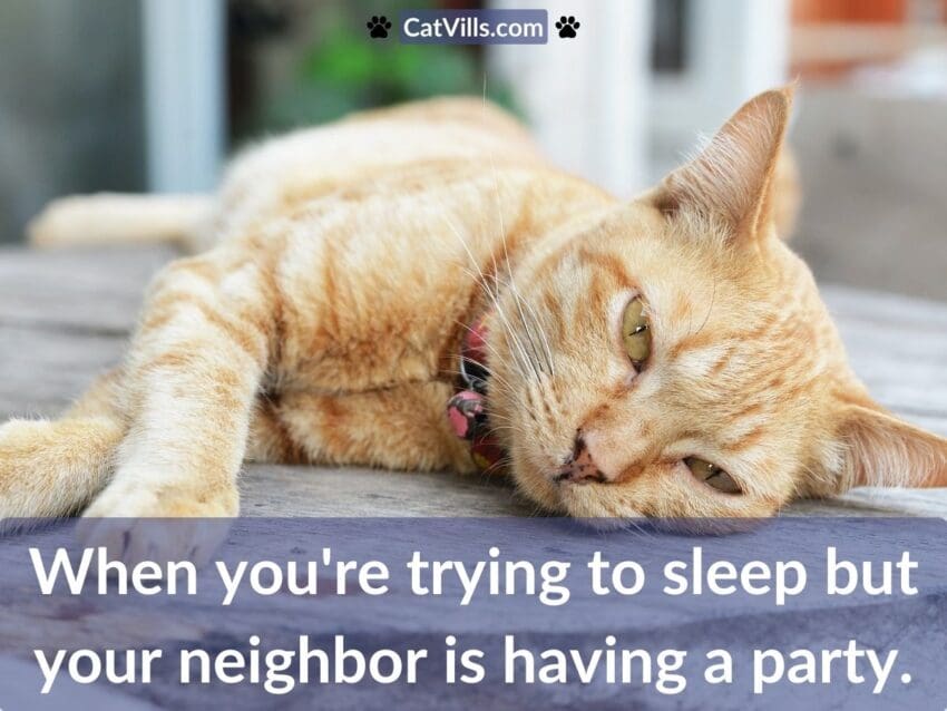 cat trying to sleep meme