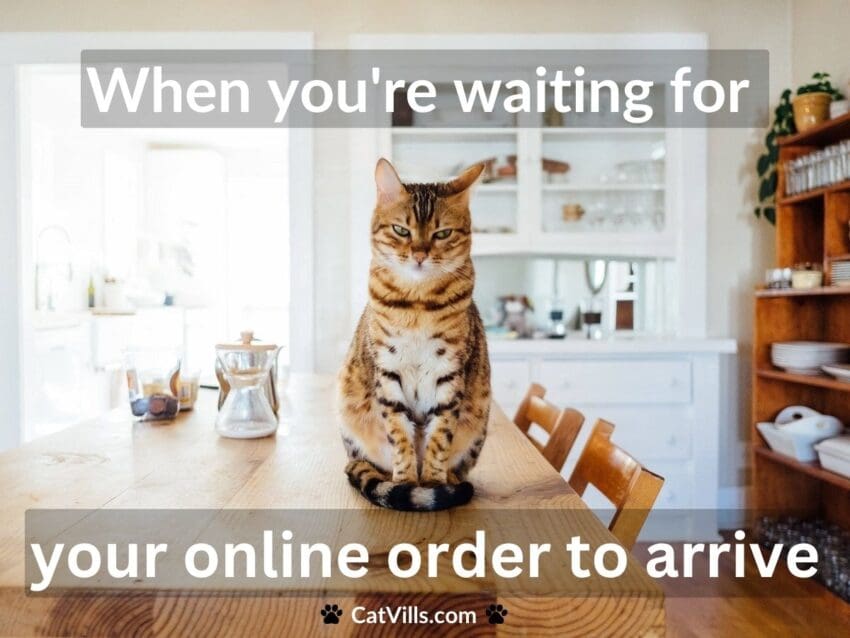 cat waiting meme