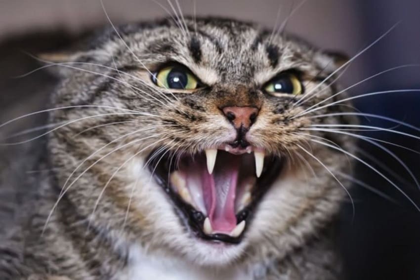 Why Do Cats Put Their Ears Back? 3 Most Common Reasons