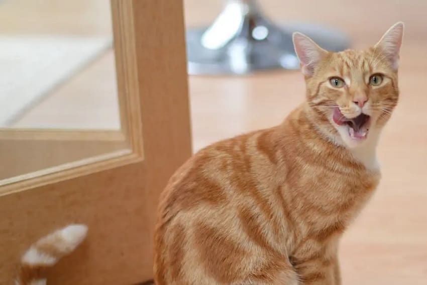 Understanding Food Allergies in Cats: Symptoms and Treatment 3 Understanding Food Allergies in Cats: Symptoms and Treatment