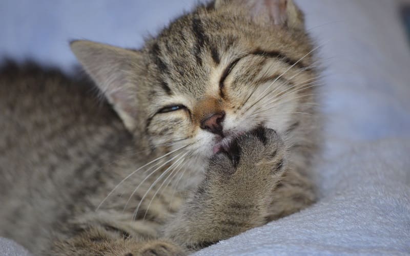 How to Bathe a Cat Safely And Effectively: 7 Foolproof Tips 6 small clean cat