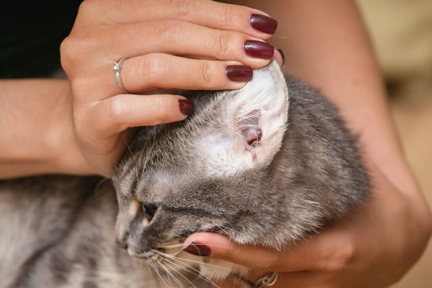How To Clean Cats Ears Safely And Effectively