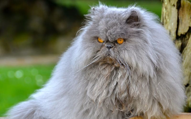 110 Irresistibly Fluffy Cat Names for Your Poofy Kitten 3 cute persian cat
