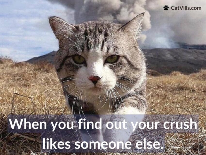 disappointed cat meme
