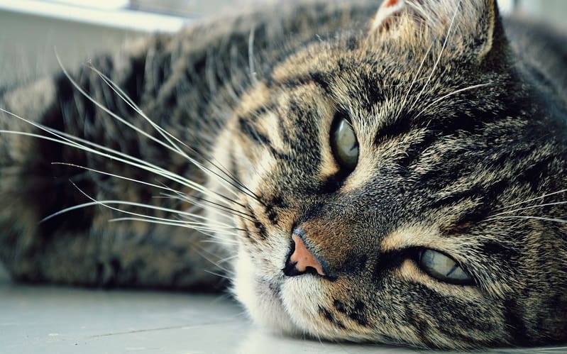 senior cat laying on floor