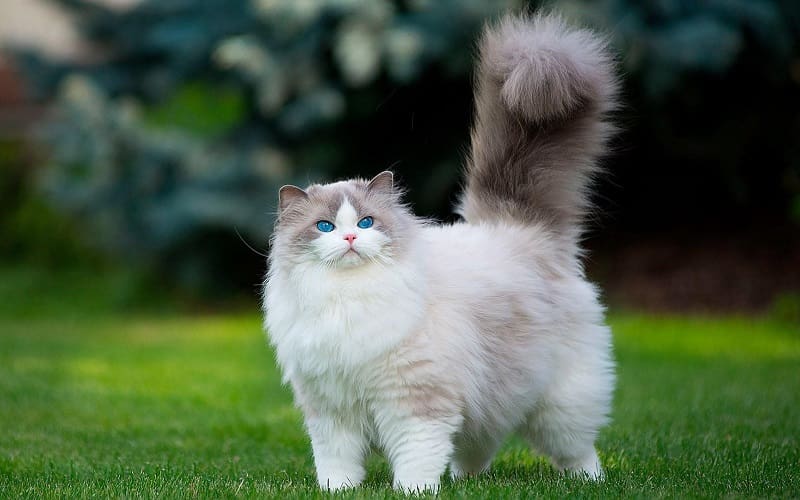 110 Irresistibly Fluffy Cat Names for Your Poofy Kitten 2 fluffy female cat outside