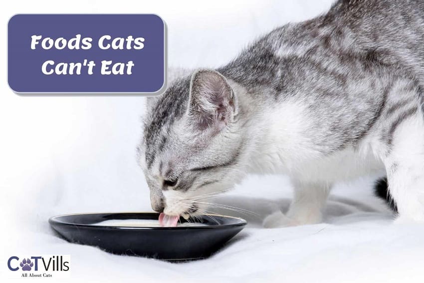 Foods Cats Can't Eat: The Complete List of Dangerous Foods