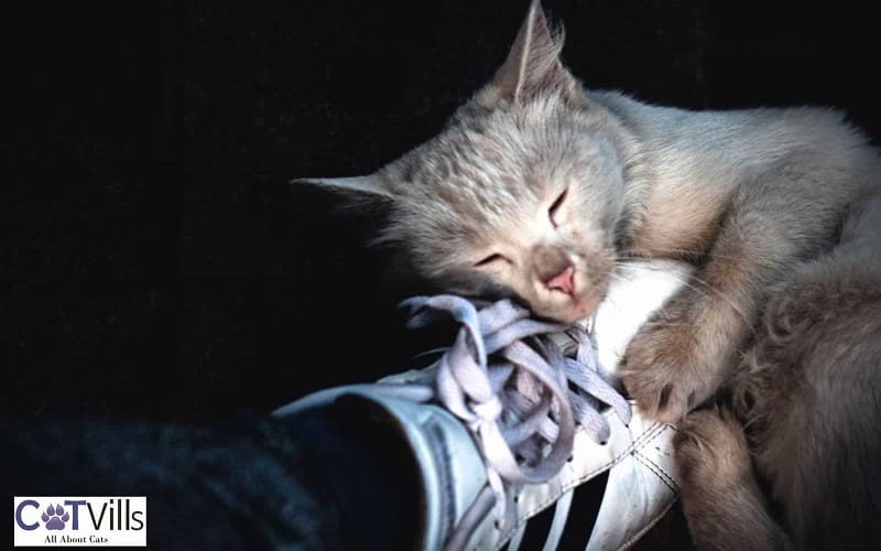 Why Does My Cat Lay on My Shoes? 4 reasons 6 kitten next to a shoe