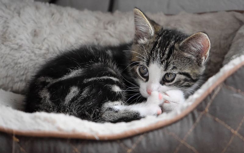 caring for kitten