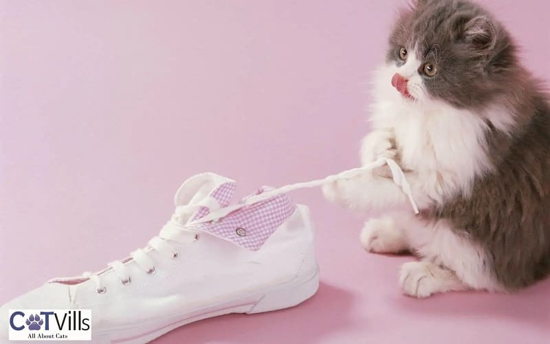 Why Does My Cat Lay on My Shoes? 4 reasons 5 kitten playing with a shoe