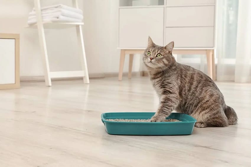 7 Litter Box Hacks You Need to Know About