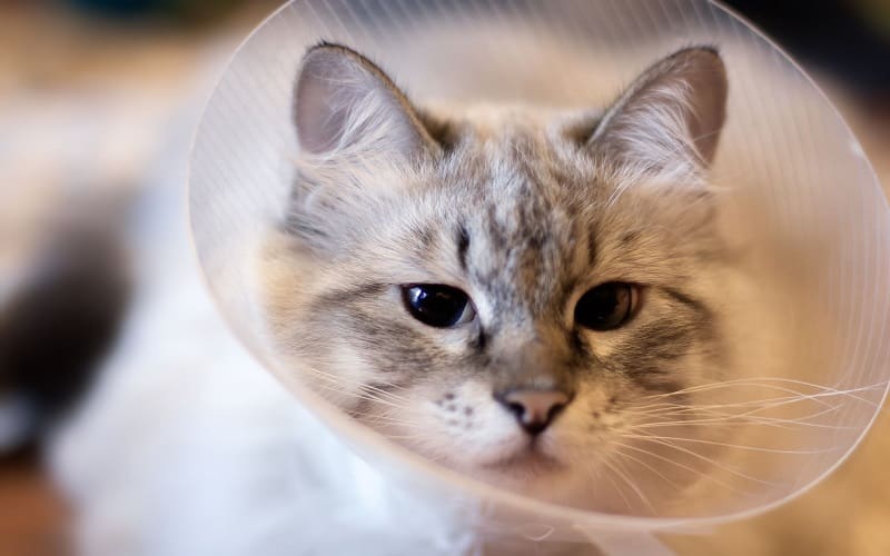 getting ready for spaying
