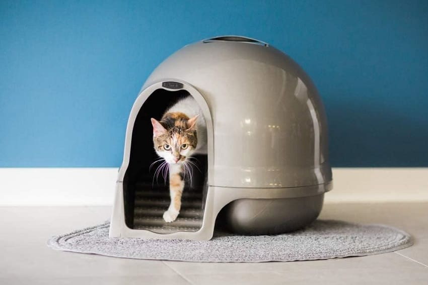16 Best Extra Large Litter Box for Cats Reviewed 16 16 Best Extra Large Litter Box for Cats Reviewed