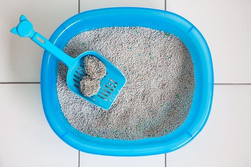 How Much Does Cat Litter Cost? A Complete Guide 1 How Much Does Cat Litter Cost? A Complete Guide