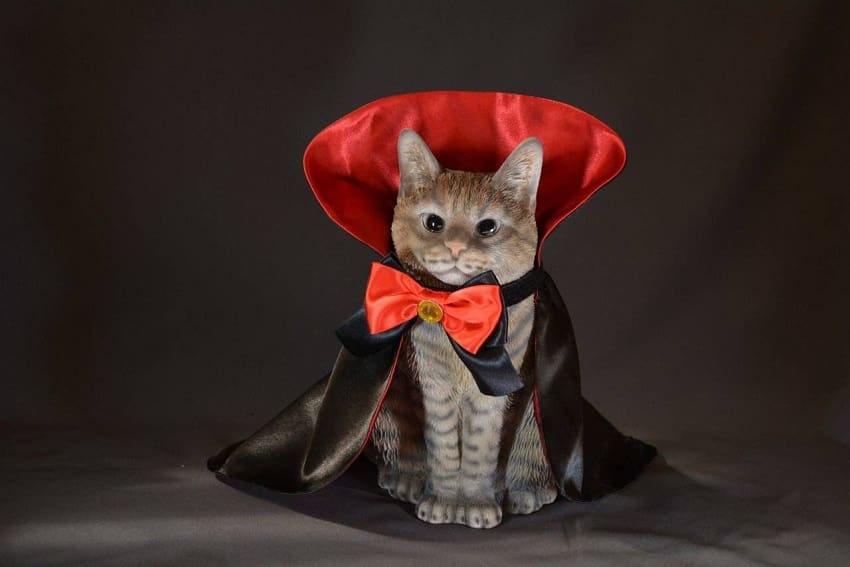 Best Cat Halloween Costumes for Your Spooky Kitty!