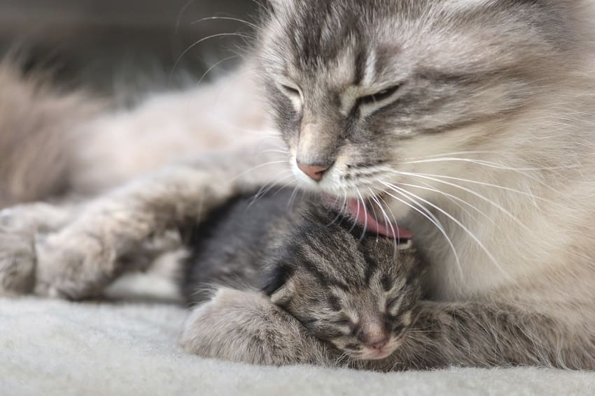 Why do Cats Bring You Their Kittens: The Heartwarming Truth