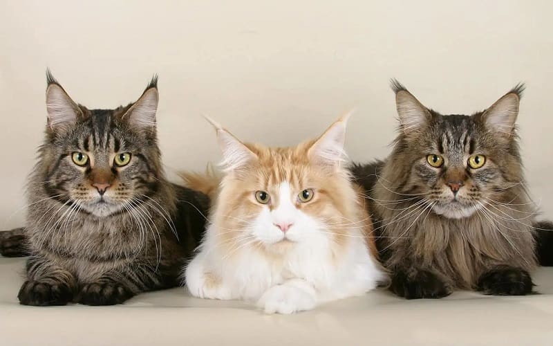 maine coon cats