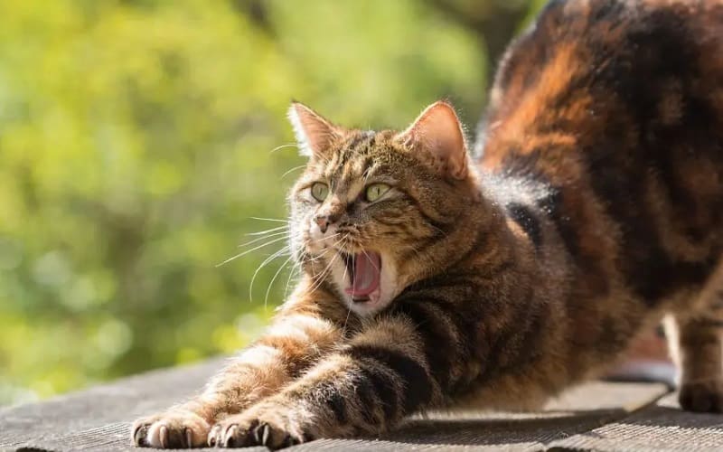 cat stretching