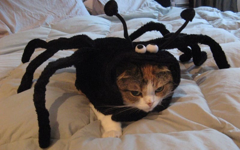 cat in the spider costume