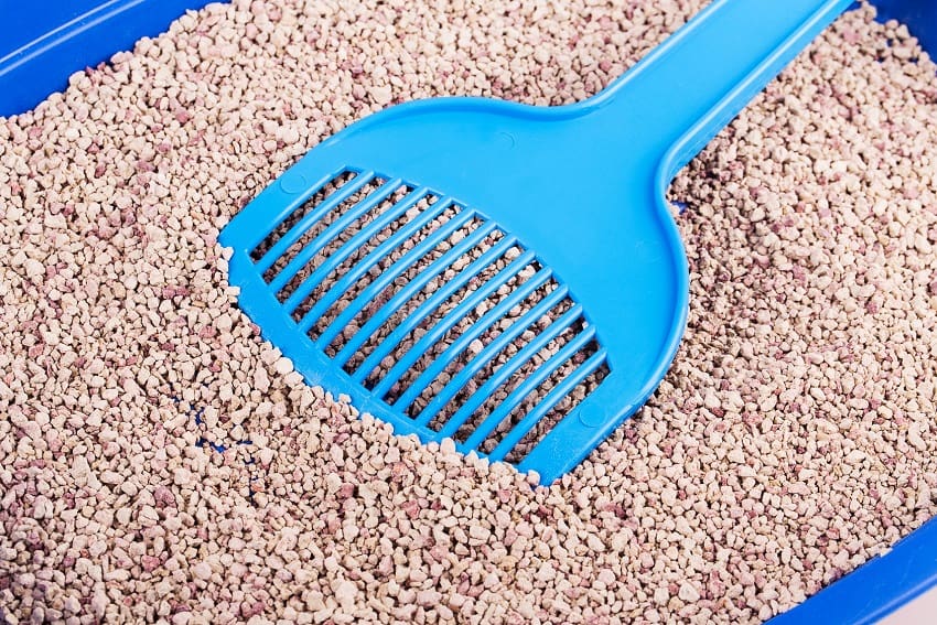 Does Cat Litter Melt Ice? Discover the Truth