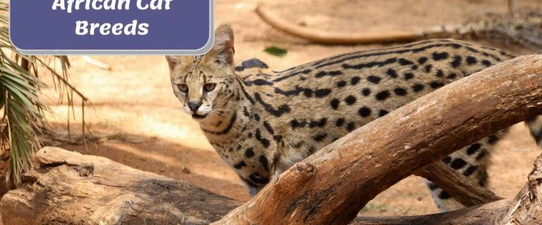 A serval cat standing behind a wood. It is one of the most beautiful african cat breeds.
