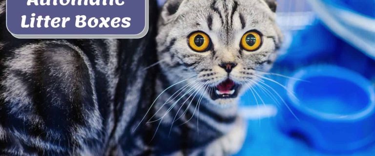 10 Best Automatic Self-Cleaning Litter Boxes for Happy Cat