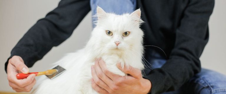 Best-Brushes-For-Long-Haired-Cats-&mdash;-Take-Your-Kittys-Coat-From-Problematic-To-Purrrfect-