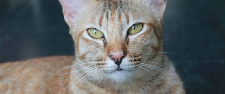 Best Litter Box for Messy Cats: Solving the Mess