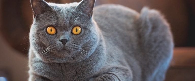 British Shorthair Cats: Traits that Make Them Unique