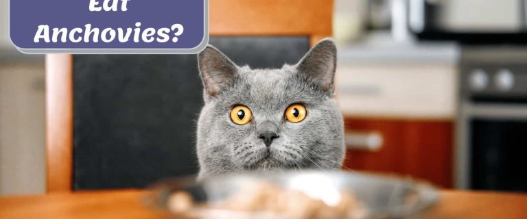 Can Cats Eat Anchovies? 7 Reasons Why They Should