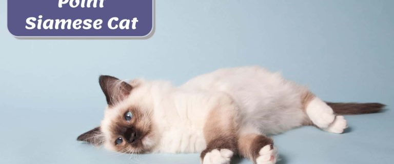 choco point siamese kitten