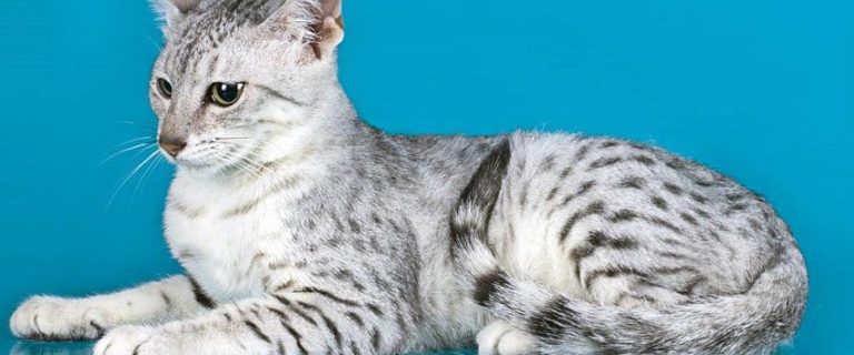 Egyptian Mau Cat Breed: Everything You Need To know