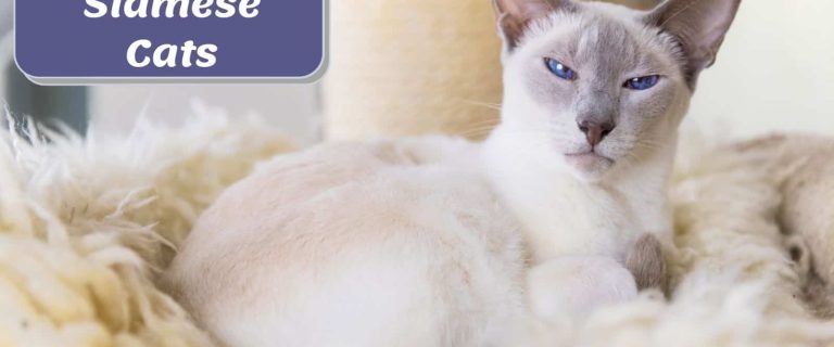 Lilac Point Siamese Cat lying on the bed