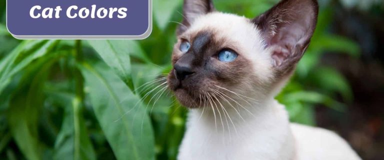 adorable Siamese with Siamese Cat Colors