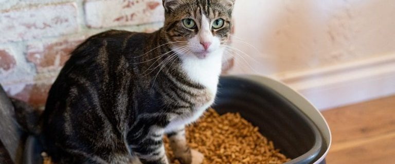 Walnut Cat Litter: How Does It Work & How To Use It?