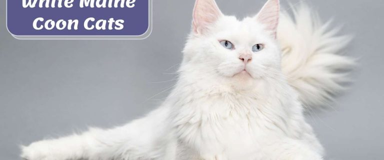 beautiful White maine coon with light blue eyes