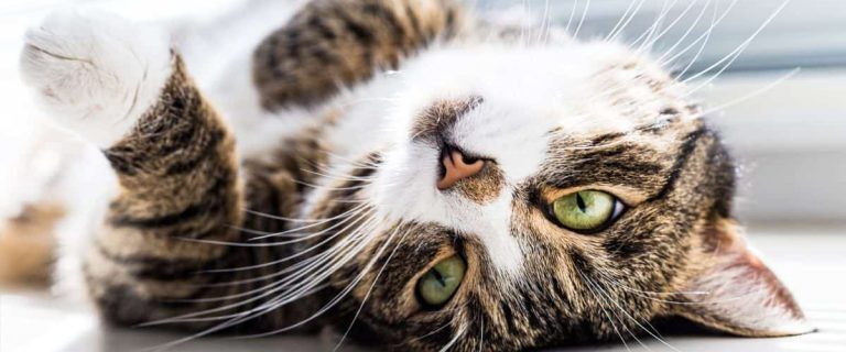 Why Do Cats Flop Down In Front Of You? 6 Most Common Reasons