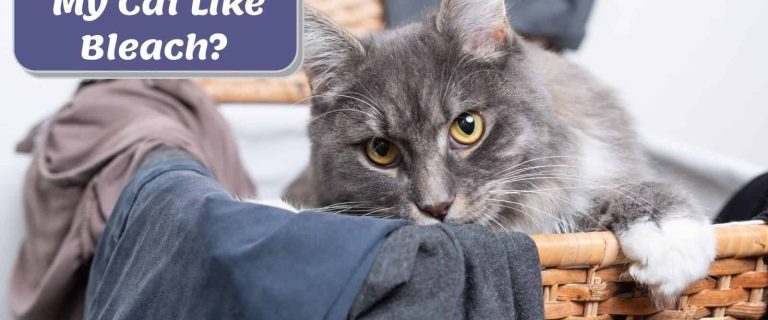 Why Do Cats Like Bleach? Things You need To Know