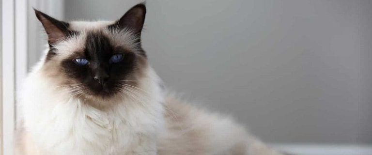 Balinese Cat Names: 100 Beautiful Ideas for This Stunning Breed