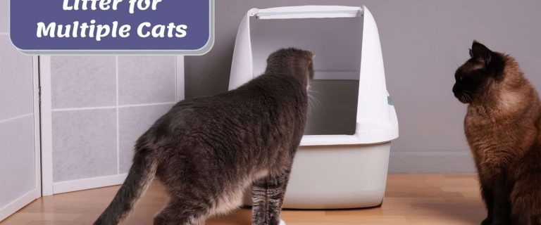 best cat litter for multiple cats