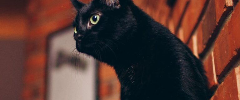 best worst cat breeds new owners f